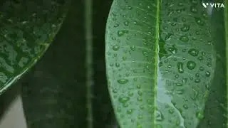Lluv&iacute;a 