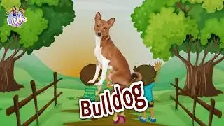 What Are Some Unique Names For Dogs - Popular Male Dog Names - Classic Male Dog Names - Names Is Dog