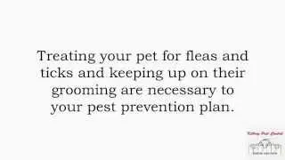 Belmont Homeowner Pest Control Mistakes That Can Harm Your Pets