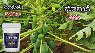 మహాతి సీవీడ్ భూమికి సారం పెంచే ఔషదం seaweed Extract 90% To increase land Fertility ||AGRI GURU||