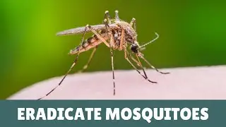How To Get Rid of Mosquitoes - The Mosquito Eradicator