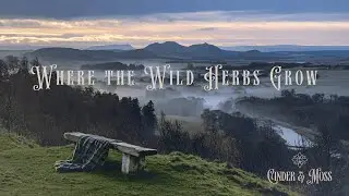 Where the Wild Herbs Grow | Winter Snow Ambience &bull; Music for Writing & Journaling (No Vocals)
