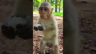Adorable Little Monkey Emory Eating Rambutan