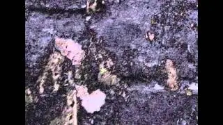 Filip Ja - Veolae