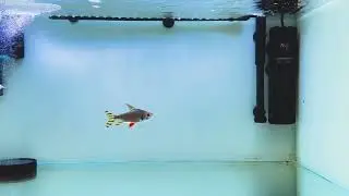 Asian Golden Crossback Arowana with Red Tail Flag fish