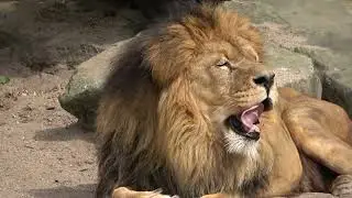 Amazing Lion Roar /Real Lion sound/EVERYTHING LIKE YOU/everythinglikeyou