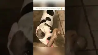 PERRITO feliz por su REGALO 🥰  | Professional Dog Training