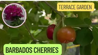 Terrace Garden overview | Cherries | Adenium