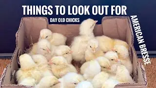 Things to look out for in day old American Bresse chicks