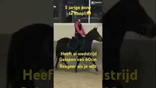5 jarige pony te koop!!😜😝#horses #horseriding #wedstrijd #funny #equestrian #pony