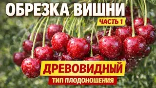 Обрезка вишни : древовидный тип плодоношения - правильная формировка. ЧАСТЬ - 1 🍒🍒🍒