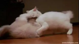 Ragdoll Kitten Battle: Dr. Zulu vs Mr. Milk