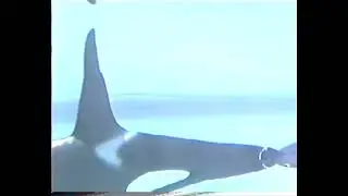 Radio Control submarine Orca model (Old Tom) built 1985
