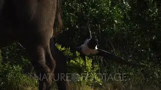 A Close up shot of a Pied Crow, Corvus albus eating ticks, off the inside leg, of an African buff...