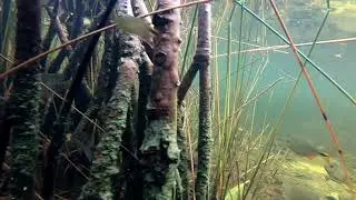 Mahahual Biotope (2nd video), Quintana Roo 🇲🇽