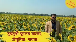 সূর্যমুখী ফুলের রাজ্যে একদিন। টেবুনিয়া, ফার্ম, পাবনা। In the kingdom of sunflower garden #sunflower