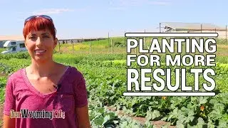 Succession Planting in Market Garden Farming