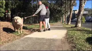 Kevin Bacon from The Grounds of Alexandria heads out for a walk