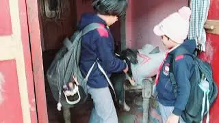School  sa Ana par dogs 