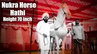 सबसे ऊंचा नुकरा घोडा हाइट 70  इंच  | Worlds Tallest white horse from Punjab India