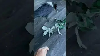 Trixie The Crow Gets Another Present!