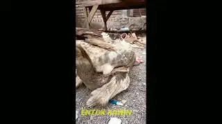 BEBEK ENTOK KAWIN