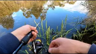 This Beautiful Pond is a Challenge to Fish | Redfin Perch Fishing