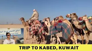Trip to Kabed, Kuwait - Vlog No 10 - Camel Racing Club In Kuwait