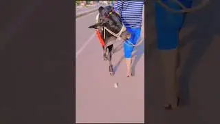Qurbani cow new# video #taranding# WhatsApp status