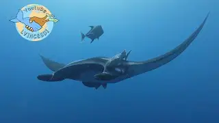 Rencontre Magique avec les Raies Manta G&eacute;antes &agrave; Socorro ! Giant Manta Rays of Socorro.