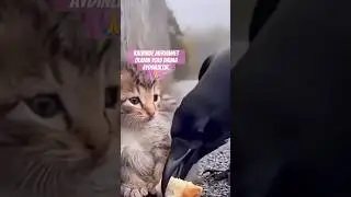 Kalbinde merhamet olanın yolu daima aydınlıktır.🙏 #cat #cats #cute #love #animals #merhamet
