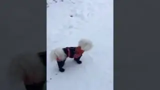 Dog Winter Clothes with Attached Boots by www.CustomDogCoats.com