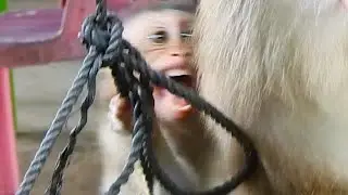 What is wrong with baby SABE monkey that she scared and cry like this ?