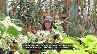 Редкий золотой релиз Monstera &lsquo;Lemon Lime&rsquo; 🌿 | Ограниченная партия в магазине Groovy Plants Ranch