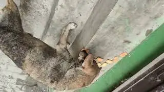 Morning fog morning food #svtrustngo #petlove