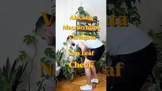 alocasia macrorrhizos variegata | yeni yaprak heyecanı #alocasia