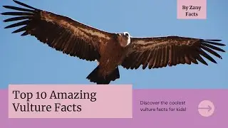 Top 10 Vulture Facts You Must Know!