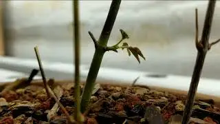 UPDATE ON MAPLE TREE CUTTINGS FOR SPRING/ WILL IT SURVIVE? #BAMBONSAI