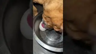 Minion eats an egg