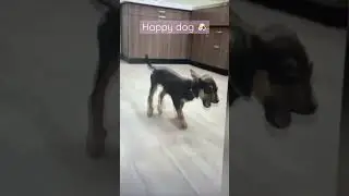 Happy dog￼