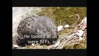 Mountain Beaver ~ A First Encounter
