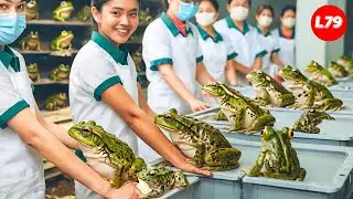 Frogs Farm - How China Farmer Raised Millions Frogs For Meat - Frog Processing Factory