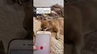 злая собака из тик тока 🖖