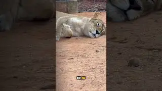 Lion Safari Tirupati Zoo Park 😱#tirupati #bite_buz #zoopark #svzoologicalpark
