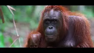 Rimba Raya Biodiversity Reserve Orangutan Release