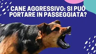Cane aggressivo: la gestione della passeggiata? | Affinitydog
