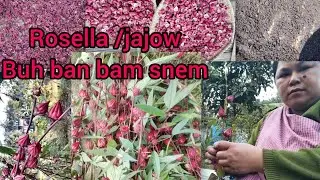 Kheit jajow ban buh bam snem/Harvesting Rosella for cooking hold year/buh achar/pickle#cooking 