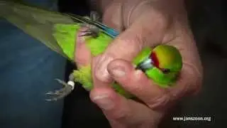 Project Janszoon releases the first kakariki into the Abel Tasman National Park