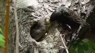 Starling Feeding Its Baby