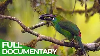 Wild Ecuador: Incredible Creatures from Amazon to Gal&aacute;pagos | Free Documentary Nature